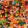 Jelly Belly Beans 50 Assorted Flavors 100g